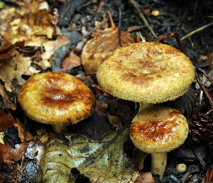 Elzekrulzoom Čechračka jelšová Paxillus rubicundulus