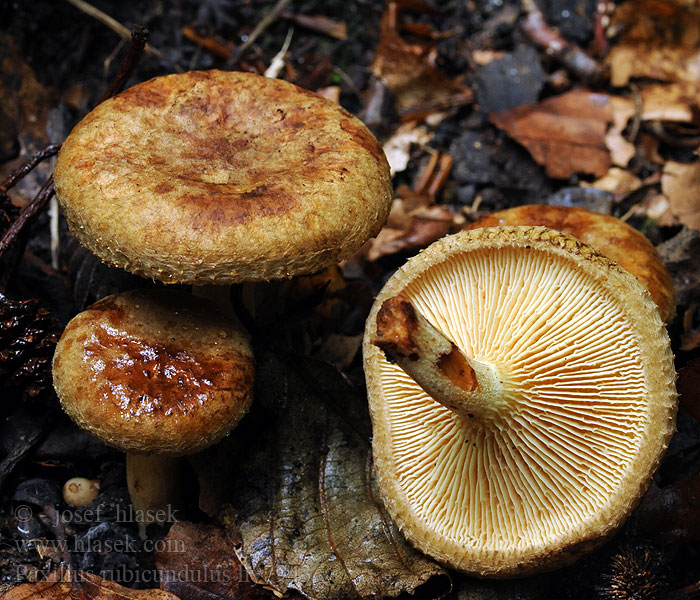 Paxille aulnes Orepluggsopp Paxillus rubicundulus