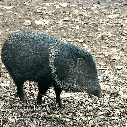 Pecari tajacu Collared Peccary Pekari kolierek Pècari collar Pekari páskovaný Halsbåndnavlesvin Halsbandpekari Tayassu tajacu Pécari collier Tayassu tajacu פקארי מגוון Pekaris 领西猯 Örvös pekari Halsbandpekari Pekari obrożny Ошейниковый пекари クビワペッカリー（ Halsbandpekari Пекари Yakalı pekari Caititu פקארי מגוון