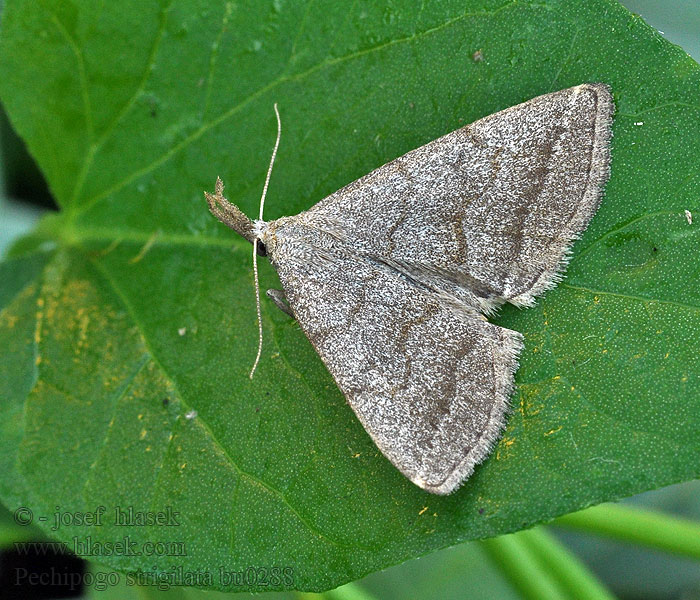 Pechipogo strigilata Polypogon Common Fan-foot Herminie barbue