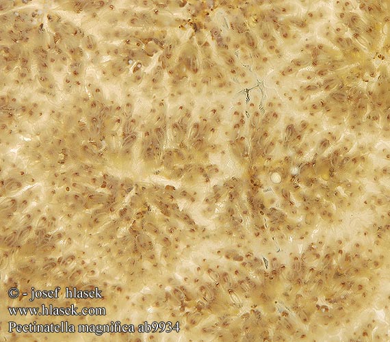 Pectinatella magnifica Bochnatka americká