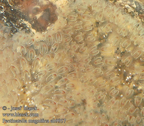 Pectinatella magnifica Magnificent bryozoan