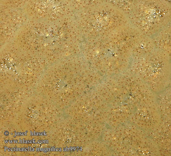 Pectinatella magnifica Bochnatka americká Magnificent bryozoan