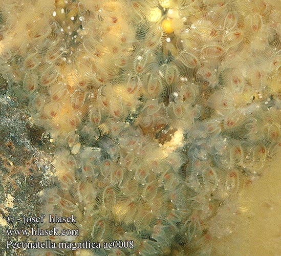 Pectinatella magnifica Schwammartiges Moostierchen Magnificent bryozoan