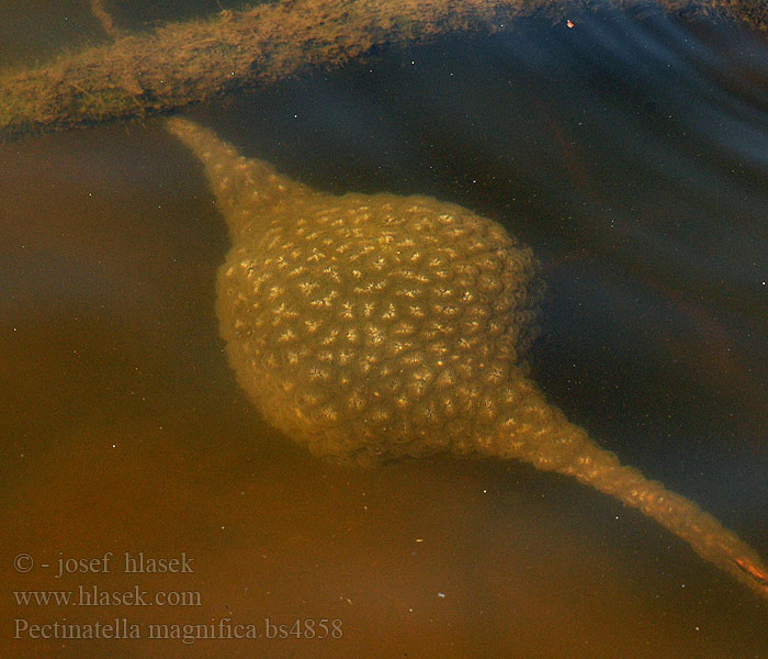 Magnificent bryozoan Pectinatella magnifica