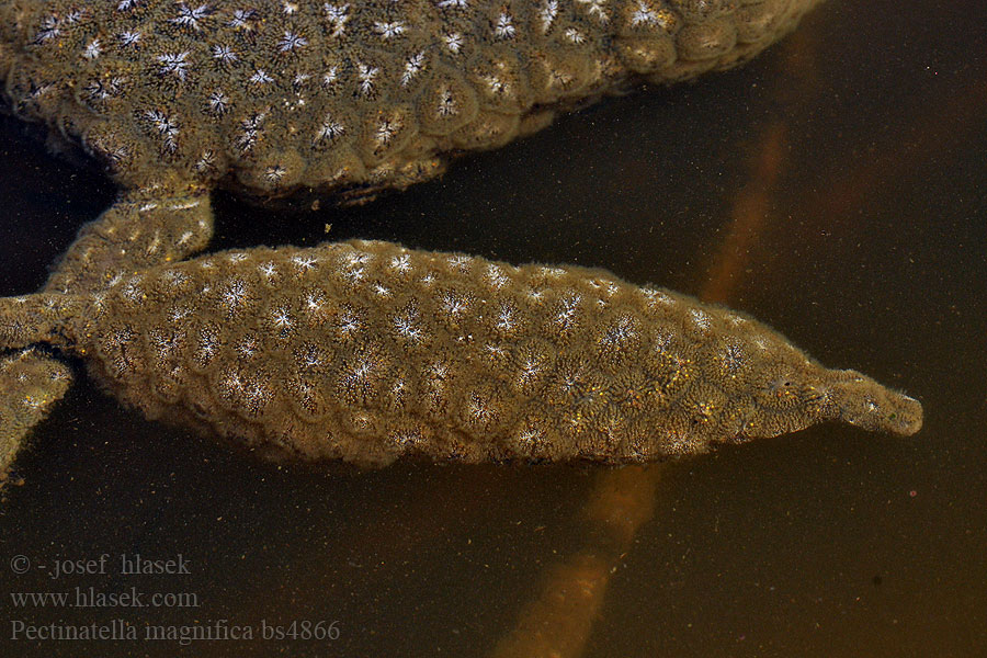 Bochnatka americká Magnificent bryozoan Pectinatella magnifica