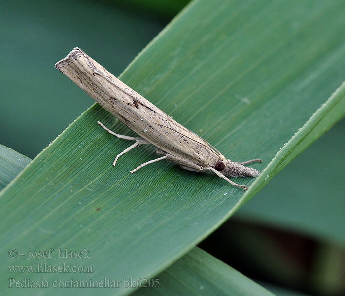 Pediasia contaminella Trávovec kostravový