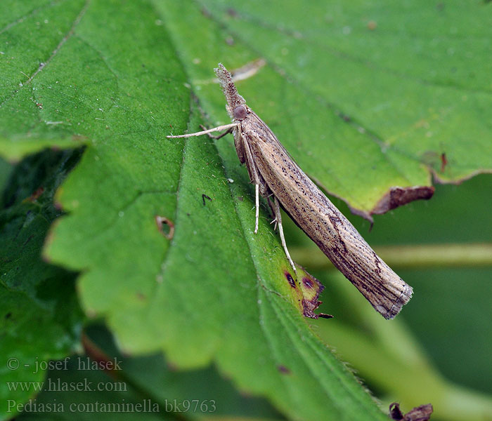 Pediasia contaminella Trávovec kostravový