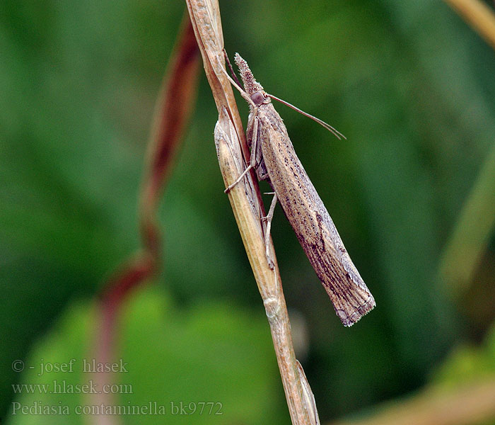 Pediasia contaminella Trávovec kostravový