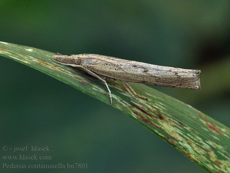 Pediasia contaminella Trávovec kostravový