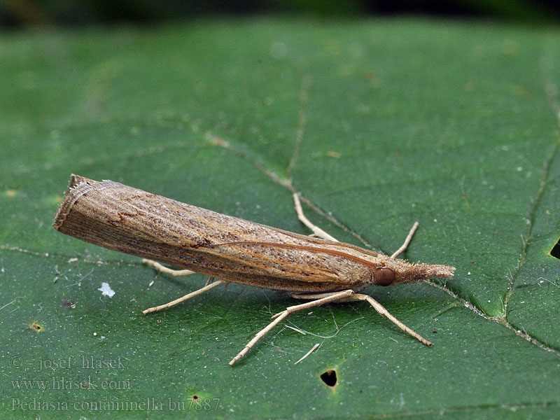 Pediasia contaminella Trávovec kostravový