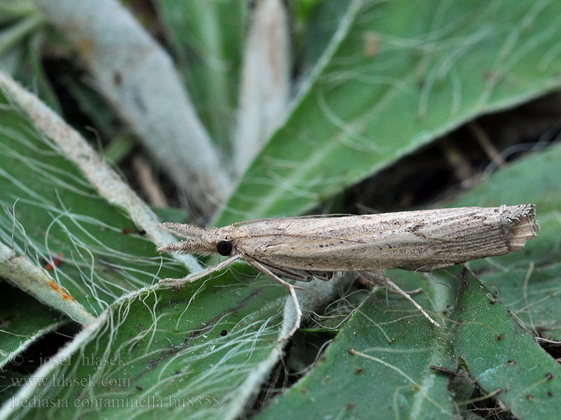 Pediasia contaminella Trávovec kostravový