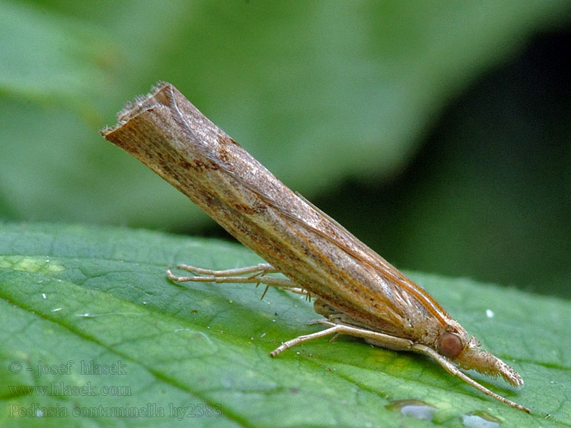 Pediasia contaminella Trávovec kostravový