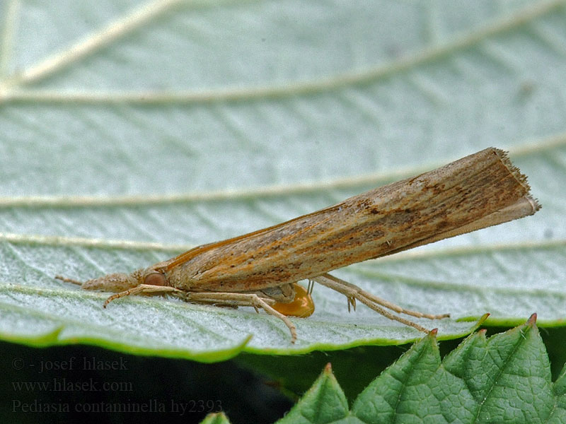 Pediasia contaminella Trávovec kostravový