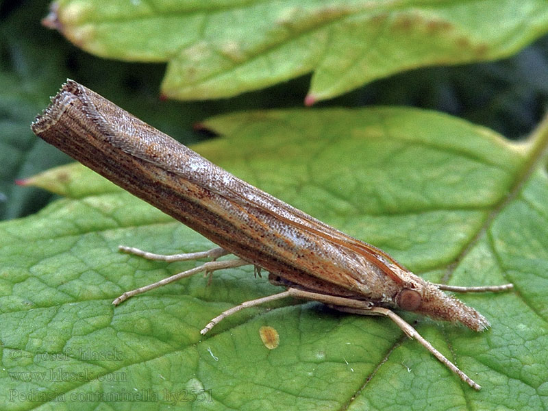 Pediasia contaminella Trávovec kostravový