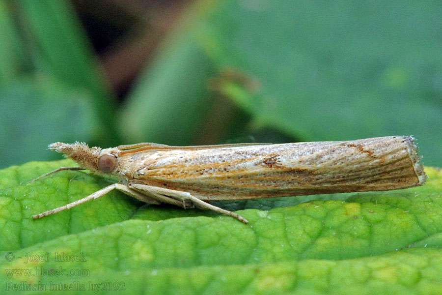 Pediasia luteella