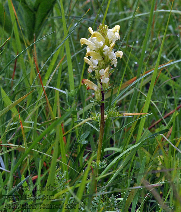 Pedicularis comosa Všivec chocholatý Schopfiges Läusekraut Crested