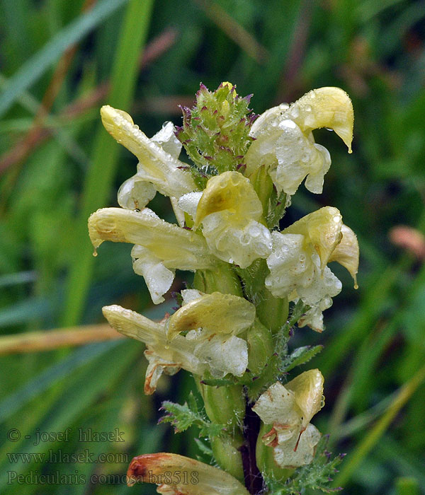 Pedicularis comosa Lousewort Pédiculaire chevelue Kvarnspira Мытник хохлатый