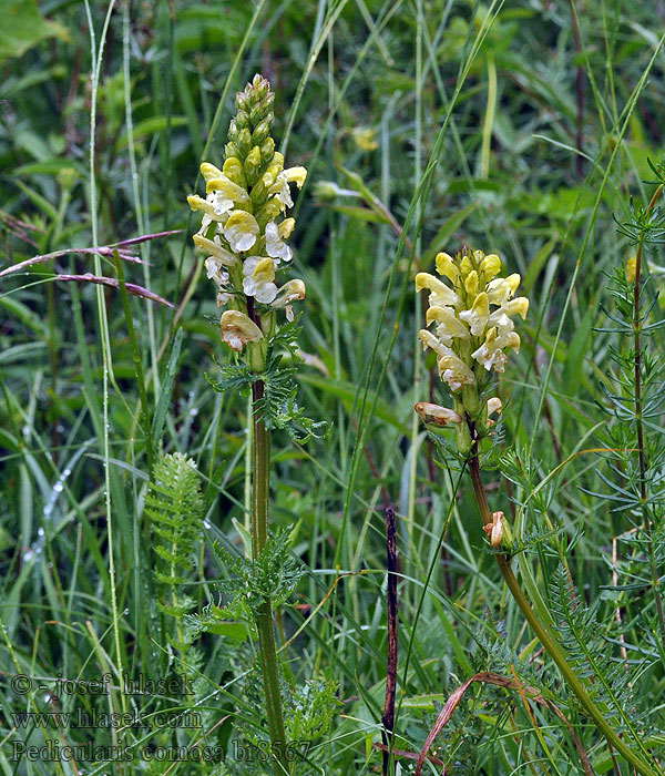 Všivec chocholatý Pedicularis comosa