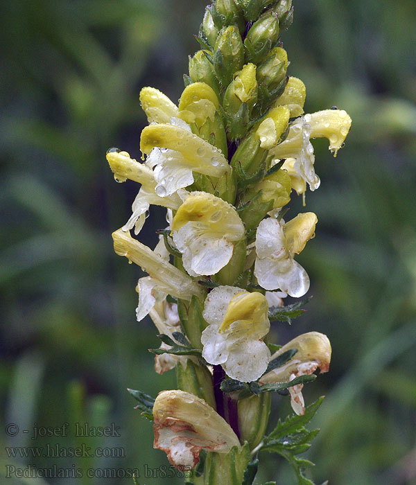 Schopfiges Läusekraut Crested Lousewort Pédiculaire chevelue Pedicularis comosa