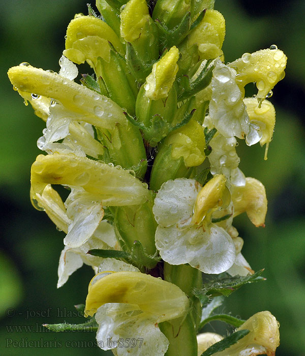 Kvarnspira Мытник хохлатый Pedicularis comosa