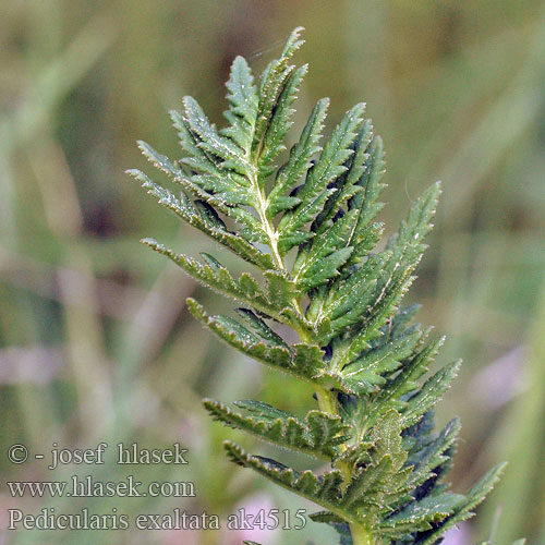 Pedicularis exaltata Všivec statný Gnidosz okazały