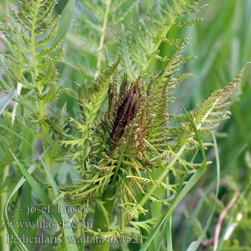 Шолудивник високий Щавель український Pedicularis exaltata