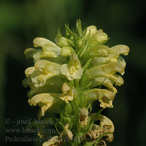 Щавель український Pedicularis exaltata Všivec statný