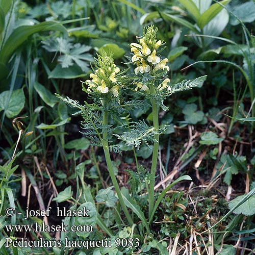 Pedicularis hacquetii sumana foliosa carpatica exaltata