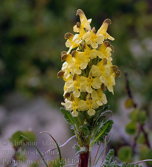 Шолудивник едера мытник Gullmyrklegg Pedicularis oederi