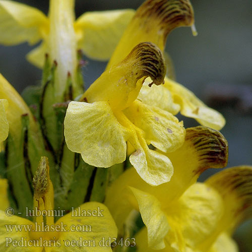 Pedicularis oederi Oeder's Lousewort Oeders Troldurt Kultakuusio