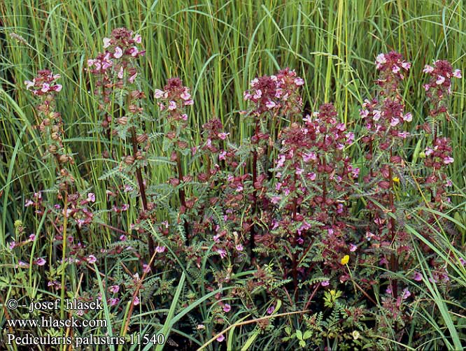 Všivec bahenní močiarny Pedicularia palustre Kärrspira