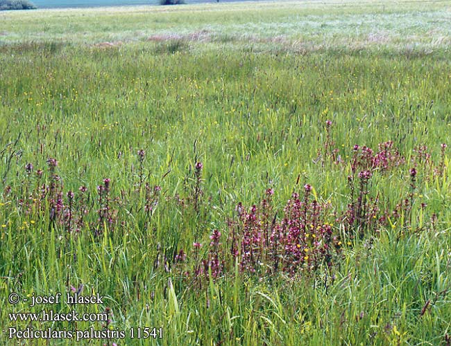 Pelkinė glindė Мытник болотный Myrklegg Pedicularis palustris