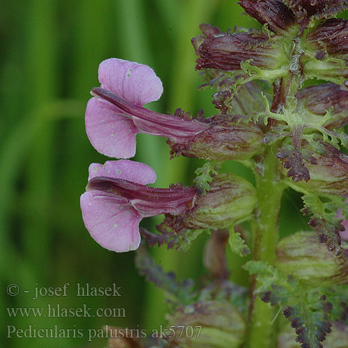 Pedicularia palustre Kärrspira Pelkinė glindė Мытник болотный