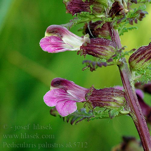 Мытник болотный Myrklegg Pedicularis palustris Marsh Lousewort