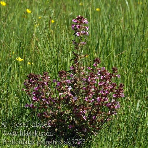 Pedicularis palustris Marsh Lousewort Eng-troldurt