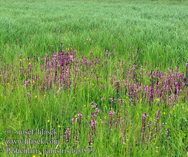 Pedicularis palustris Marsh Lousewort Eng-troldurt