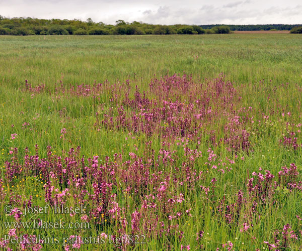 Pédiculaire marais Moeraskartelblad Posványkakastaréj