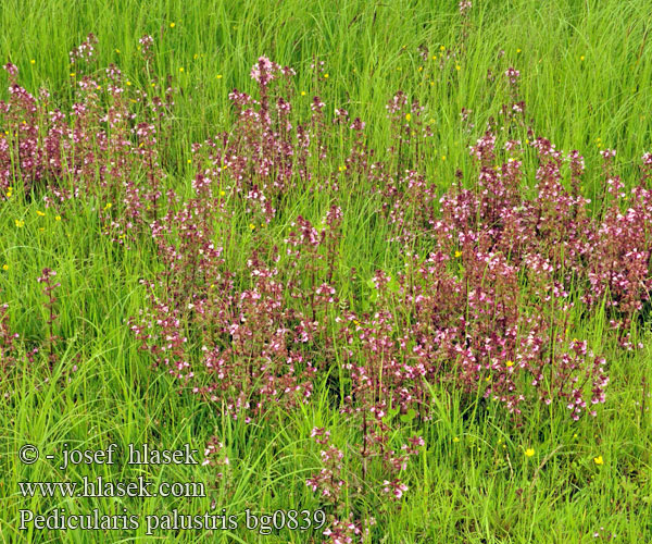 Všivec bahenní močiarny Pedicularia palustre Kärrspira