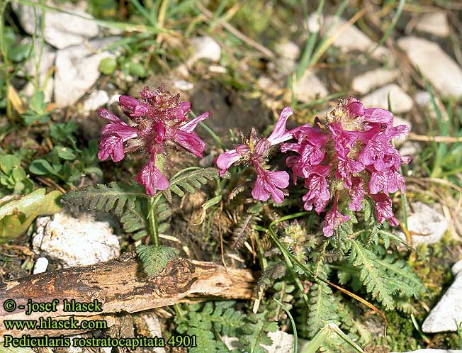 Pedicularis rostratocapitata rostrata Beaked Lousewort