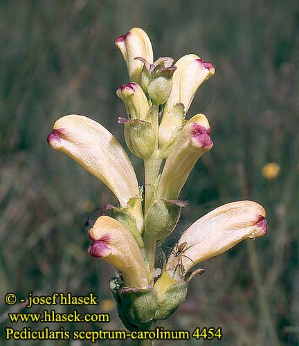 Pedicularis sceptrum-carolinum Moor King Moorkönig Karlszepter