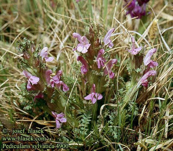 Pedicularis sylvatica silvatica Lousewort Mose-troldurt