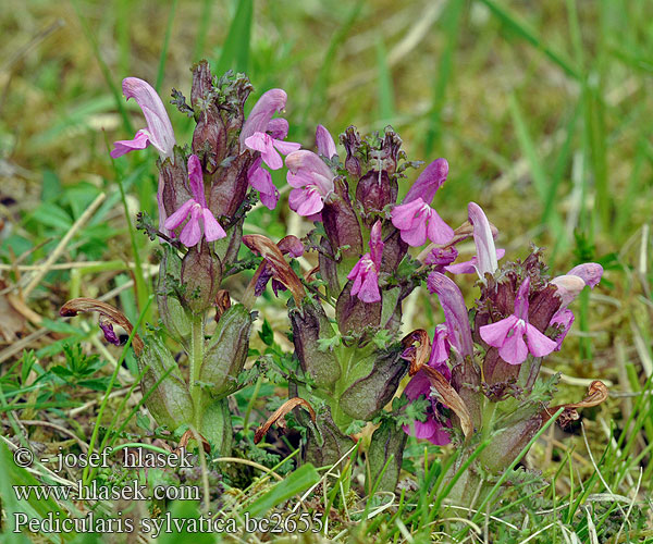 Pedicolare silvestre Шолудивник лісовий Pedicularis sylvatica