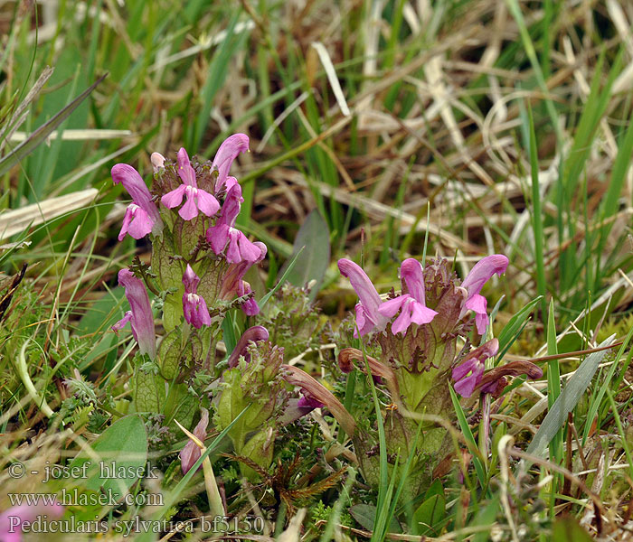 Pedicularis sylvatica Všivec lesní Gallarito