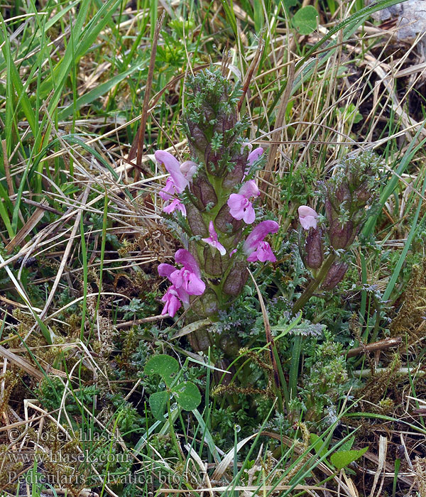 Pedicularis sylvatica silvatica Lousewort