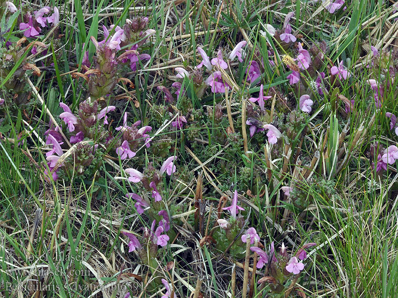 Pedicularis sylvatica silvatica Mose-troldurt