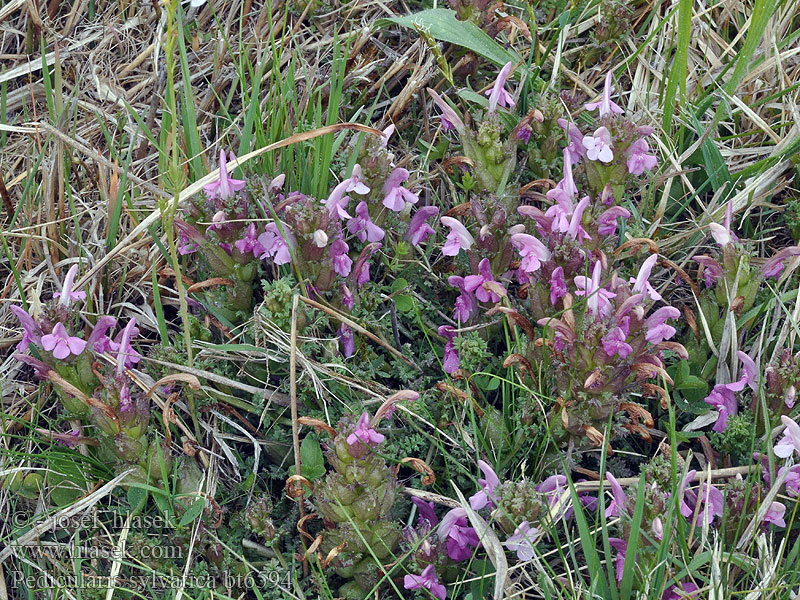 Pedicularis sylvatica silvatica Metsäkuusio