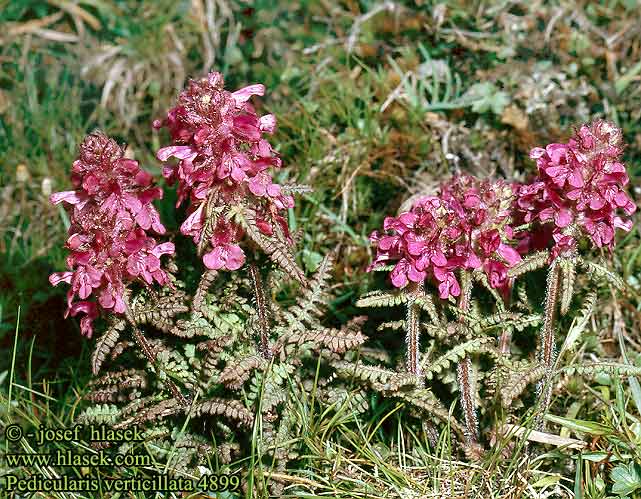 Pedicularis verticillata Whorled lousewort Kransbladet Troldurt