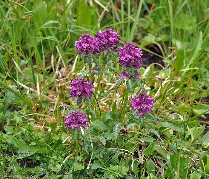 Všivec přeslenitý Pedicularis verticillata