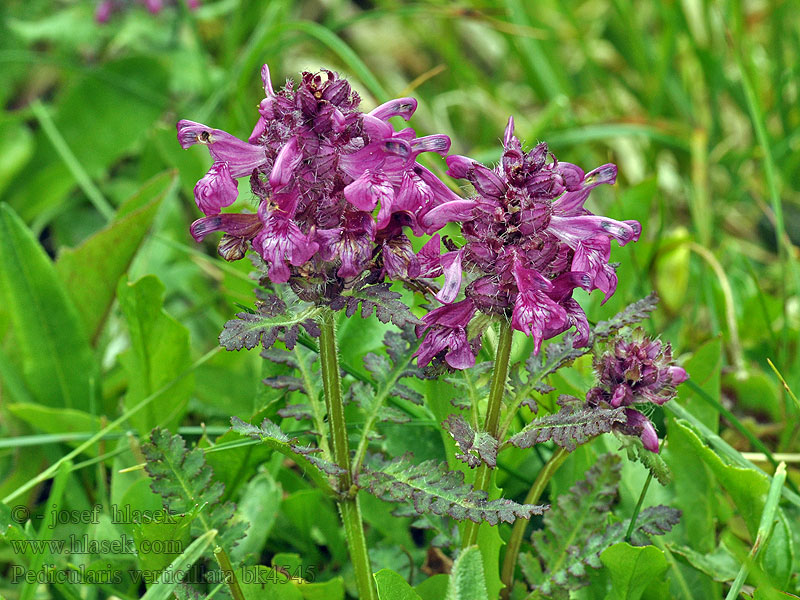 Všivec praslenatý Мытник мутовчатый 轮叶马先蒿 Pedicularis verticillata